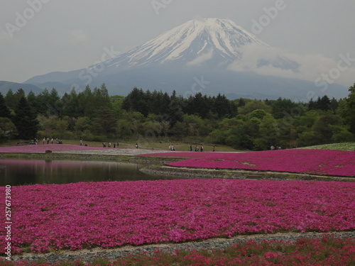 富士芝桜