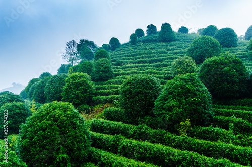 Tea tree plantation in mist