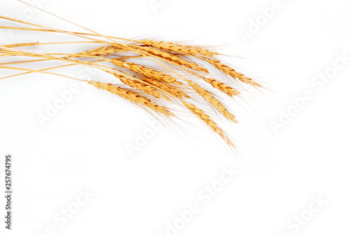Photos Wheat Ears isolated on a white Background