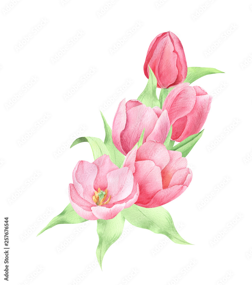 Tulip watercolor, spring flowers Tulip watercolor, spring flowers