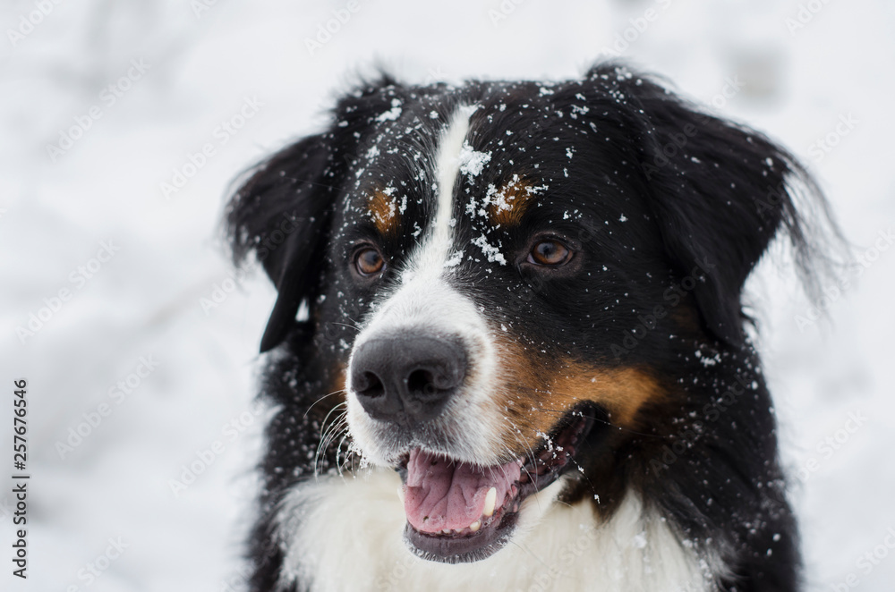 Bernese mountain dog with the snow on his face. Snowy muzzle. Open mouth.