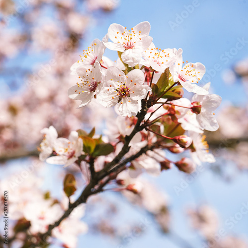 Spring tree flowers in blossom, the bloom in warm sun light on blue sky background. Beautiful apple blossoms flower in blooming with branch on blue sky background. Spring floral background.