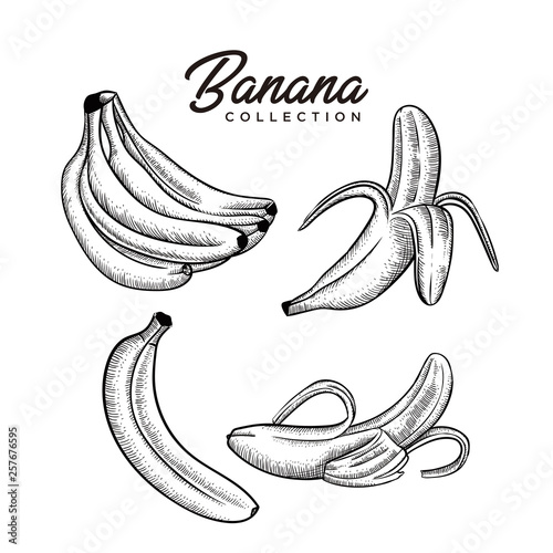 banana collection  hand drawn style