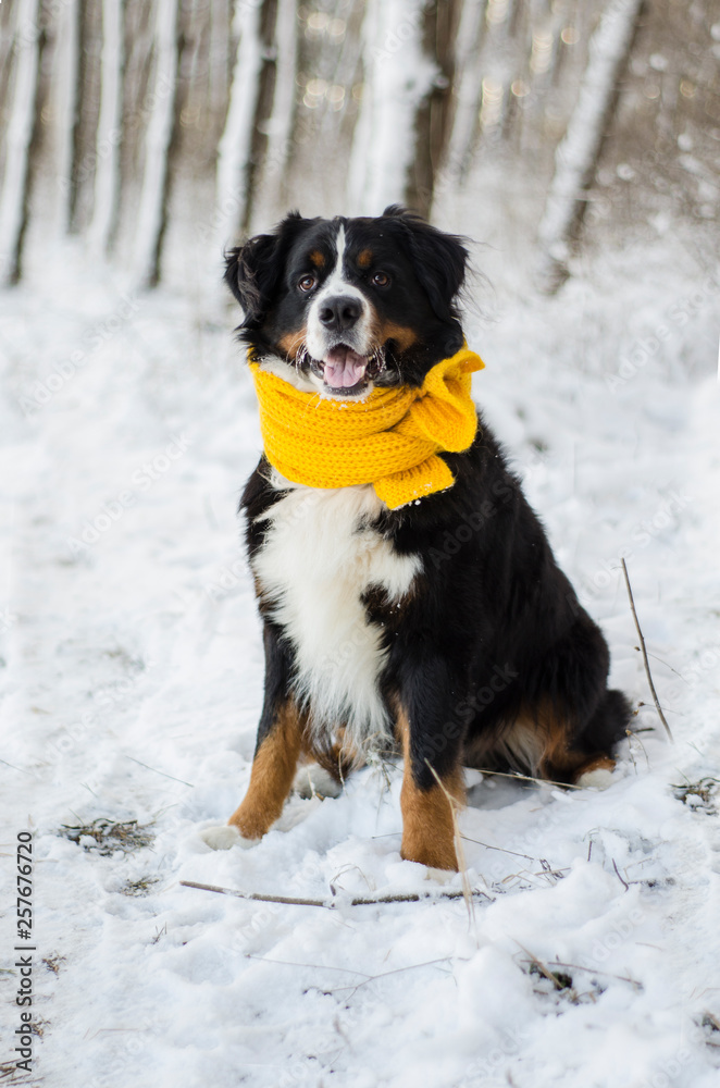 Bernese mountain dog with the snow on his face. Yellow scarf on the neck.  Snowy muzzle. Open mouth. Dog clothes. 