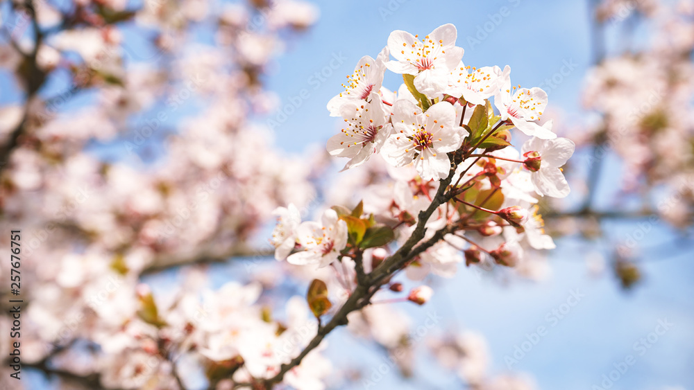 Spring tree flowers in blossom, the bloom in warm sun light on blue sky background. Beautiful apple blossoms flower in blooming with branch on blue sky background. Spring floral background. Spring tree flowers in blossom, the bloom in warm sun light on blue sky background. Beautiful apple blossoms flower in blooming with branch on blue sky background. Spring floral background.
