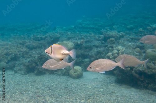 Rhinecanthus Picasso or Black Bar Triggerfish photo