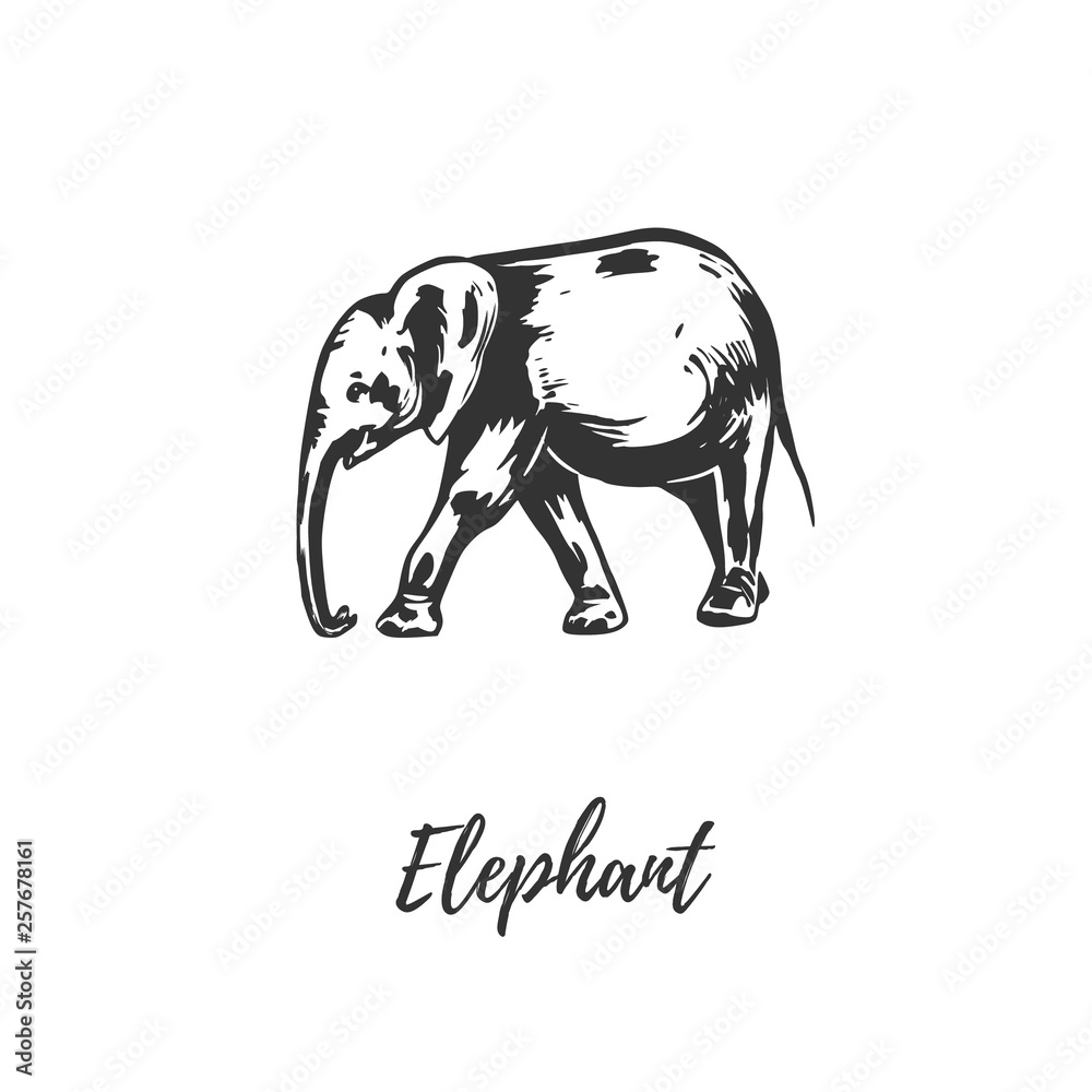 Elephant sketch illustration vector. 