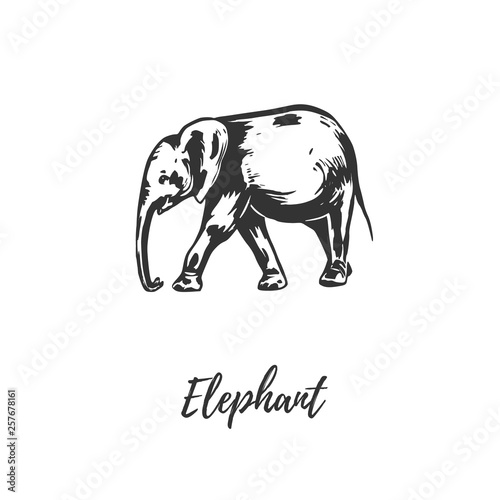 Elephant sketch illustration vector. 