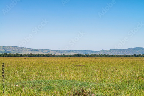 Picturesque view of green field in Kenya