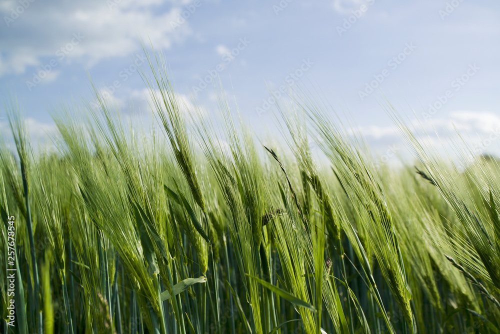 Landwirtschaft - Getreidefeld im Sommerwind Landwirtschaft - Getreidefeld im Sommerwind