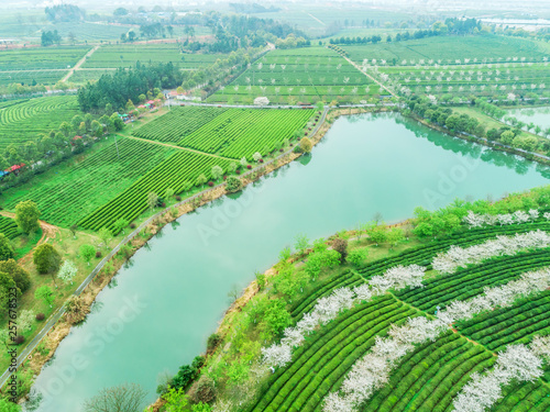 Tea Garden Overlooking Fenghuanggou Scenic Area in Nanchang County    Chinese tea garden  