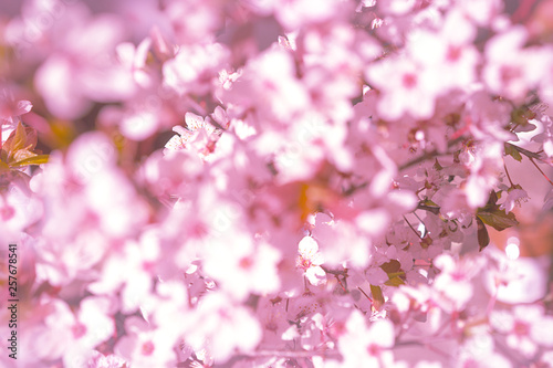 Blooming tree with white, pink flowers in morning sunshine and shadow, blurred sunlight. Soft focus. Spring blossom flower background. Easter sunny day.