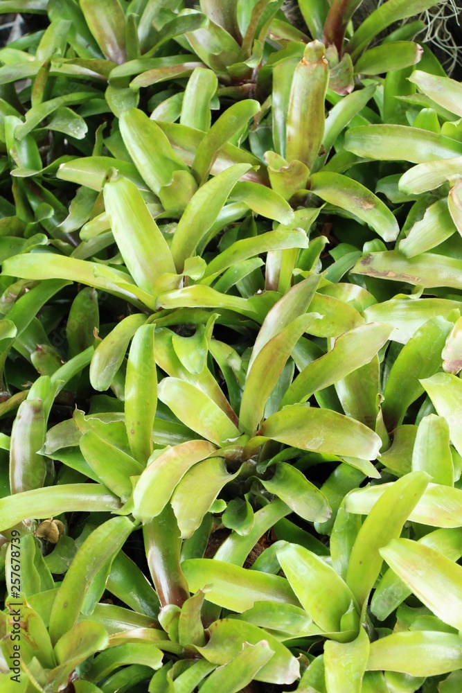 Fototapeta premium Bromeliad flower in the garden with nature