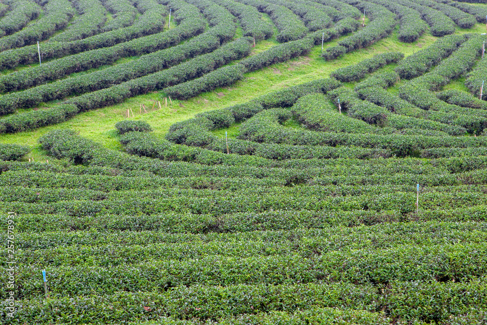 Tea plantations Choui Fong in Chiang Rai, Northern Thailand