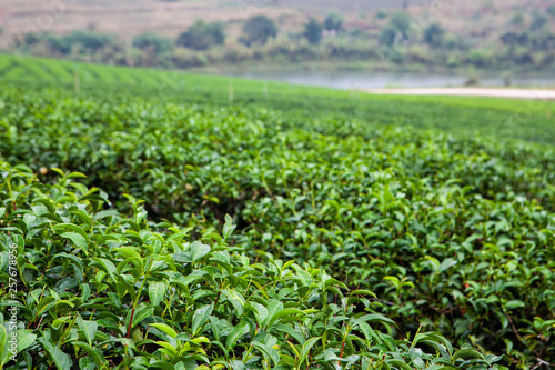 Tea plantations Choui Fong in Chiang Rai  Northern Thailand