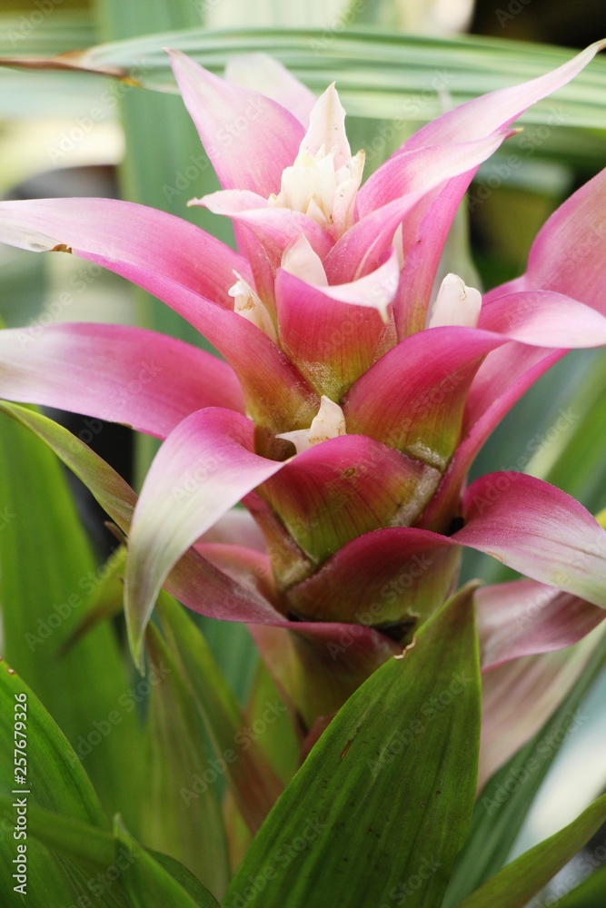 Bromeliad flower in the garden with nature