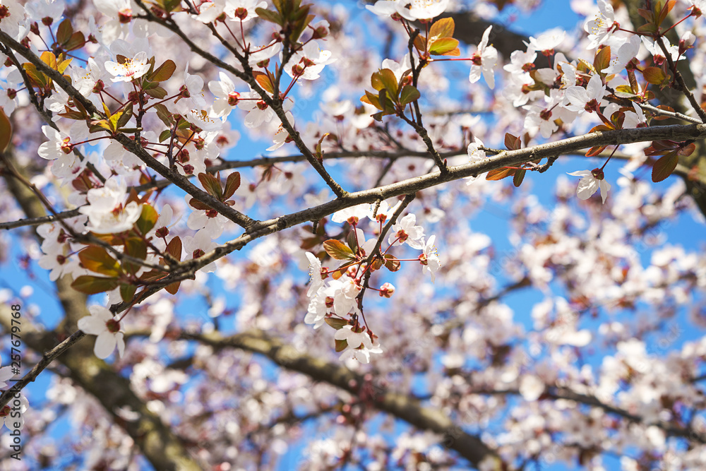 Spring tree flowers in blossom, the bloom in warm sun light on blue sky background. Beautiful apple blossoms flower in blooming with branch on blue sky background. Spring floral background. Spring tree flowers in blossom, the bloom in warm sun light on blue sky background. Beautiful apple blossoms flower in blooming with branch on blue sky background. Spring floral background.