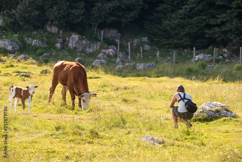 Young man photographing a cow in nature. On the Schockl mountain near Graz in Styria