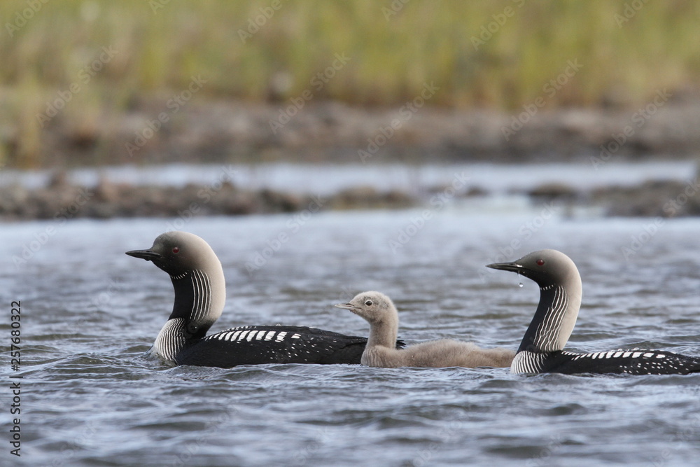 Fototapeta premium Pacific Loon or Pacific Diver with a young chick in arctic waters, near Arviat Nunavut, Canada