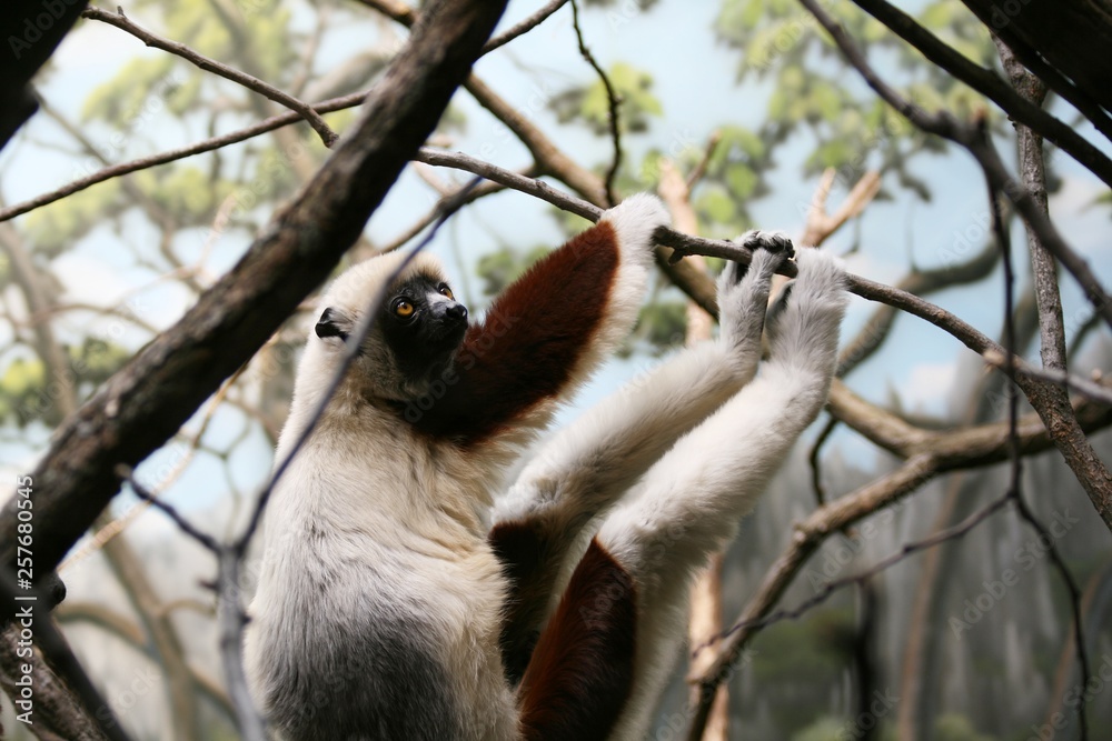 Obraz premium lemur, animal, mammal, wildlife, madagascar, nature, wild, fur, zoo, tree, cute, portrait, young, eyes, animals