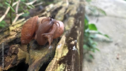 Snails in Love