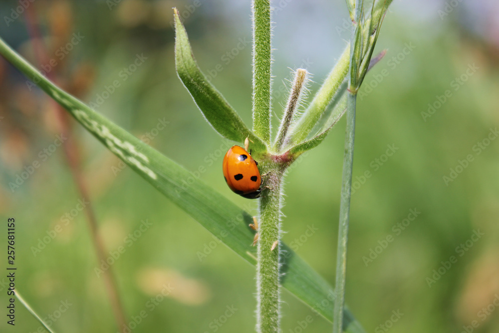 Ladybug on green grass. Macro insects or macro nature. Nature in spring or summer. Ladybug on green grass. Macro insects or macro nature. Nature in spring or summer.