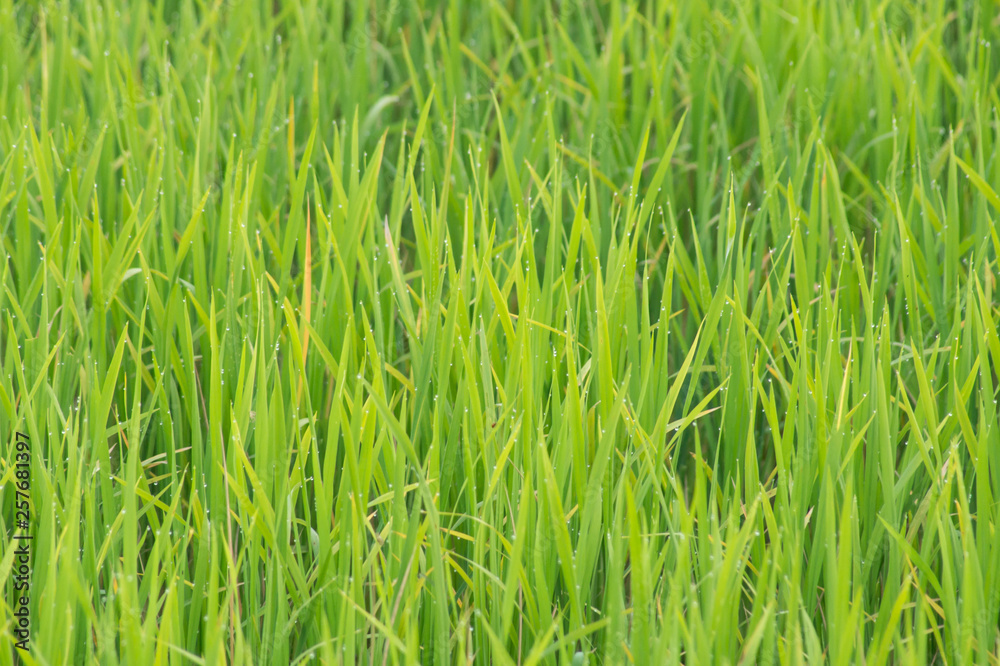 Obraz premium Green rice plant.