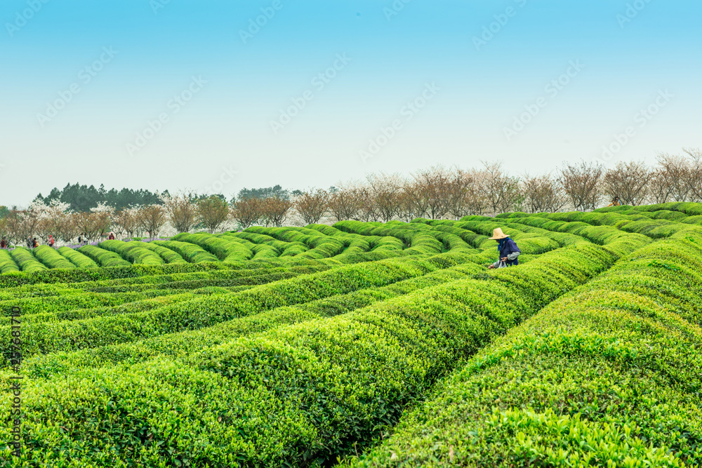 Farmers pick tea in Tea Gardens