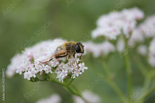 Bee close-up sits on white flowers. Macro insects or macro nature. Seasonal natural scenes.