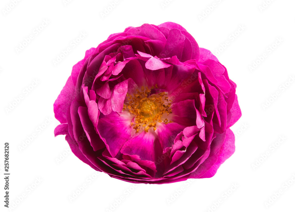Obraz premium rose peony isolated o