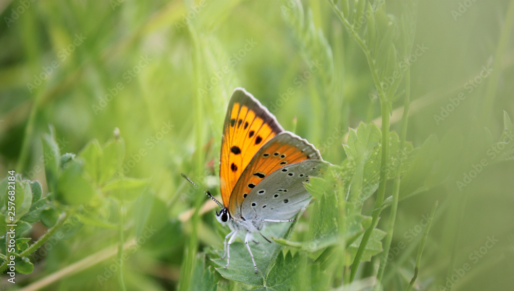 Obraz premium Large copper butterfly (Lycaena dispar) Sits in the grass on a meadow in the wild.