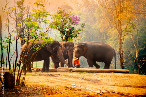 The mahout train elephant to pull the log.They have show twice in day. In The Thai Elephant Conservation Center (TECC) at Lampang. photo