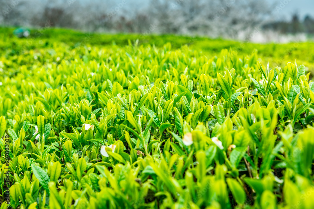 Fresh tea bud and leaves.Tea plantations. Fresh tea bud and leaves.Tea plantations.