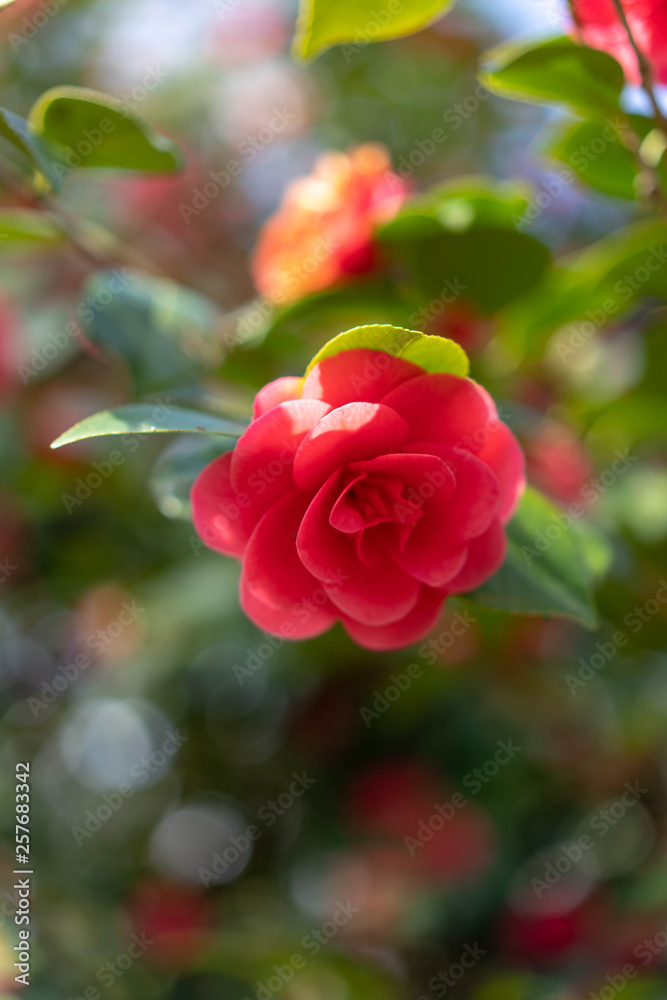red flowers on a bush