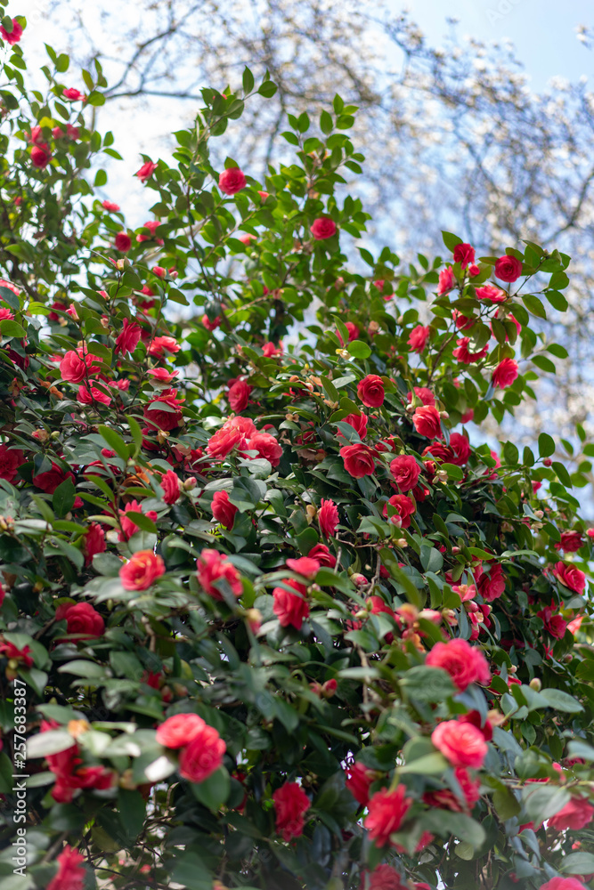 red flowers on a bush