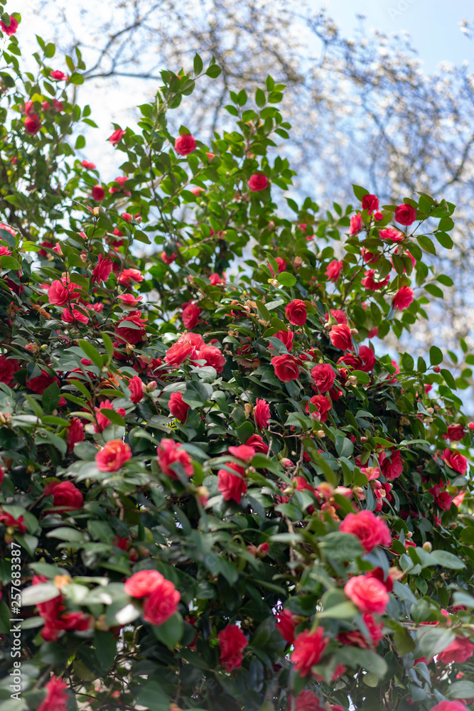 red flowers on a bush red flowers on a bush