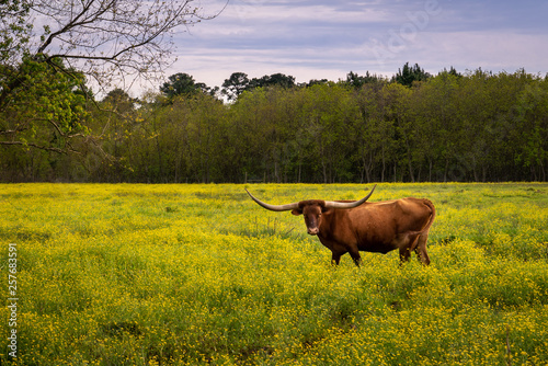 Springtime in Texas