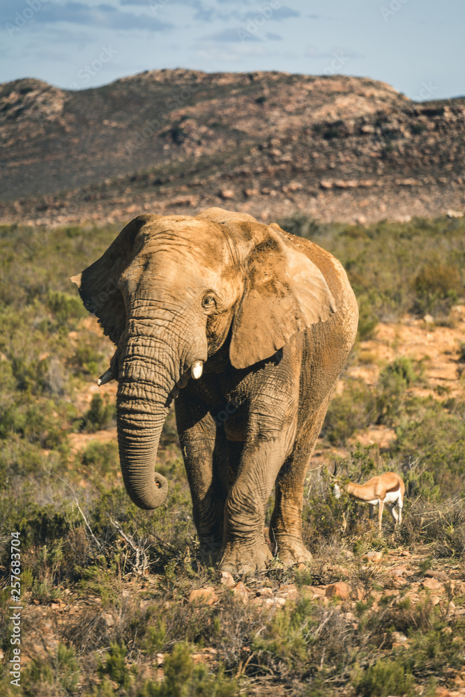Fototapeta premium South Africa
