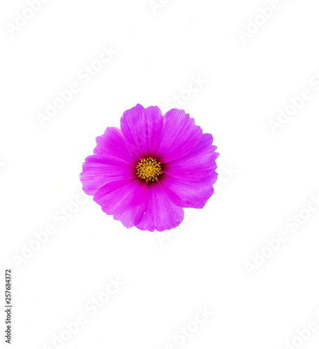 Cosmos flower is bloom on white background.