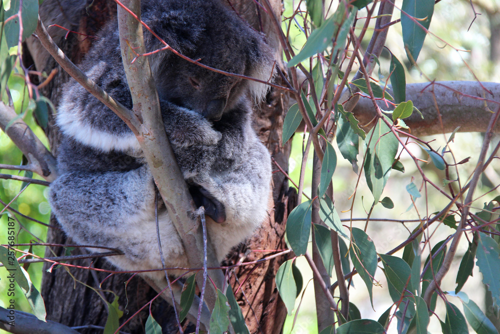 Fototapeta premium Koala