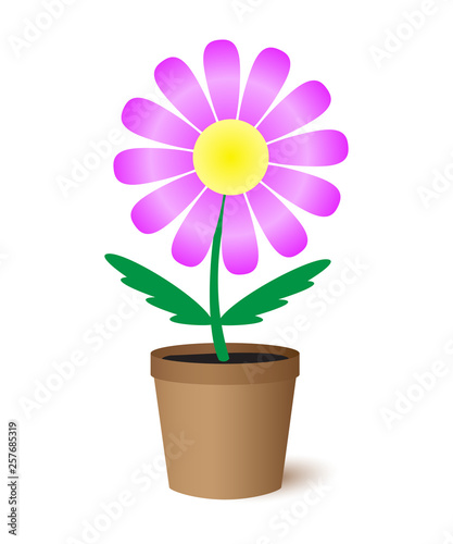 Flower in a pot.