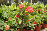 Euphorbia flower planted in a small plastic pot. Planted for sale in plant nurseries.