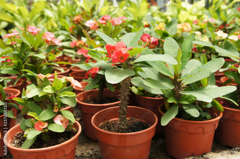 Euphorbia flower planted in a small plastic pot. Planted for sale in plant nurseries. Euphorbia flower planted in a small plastic pot. Planted for sale in plant nurseries.