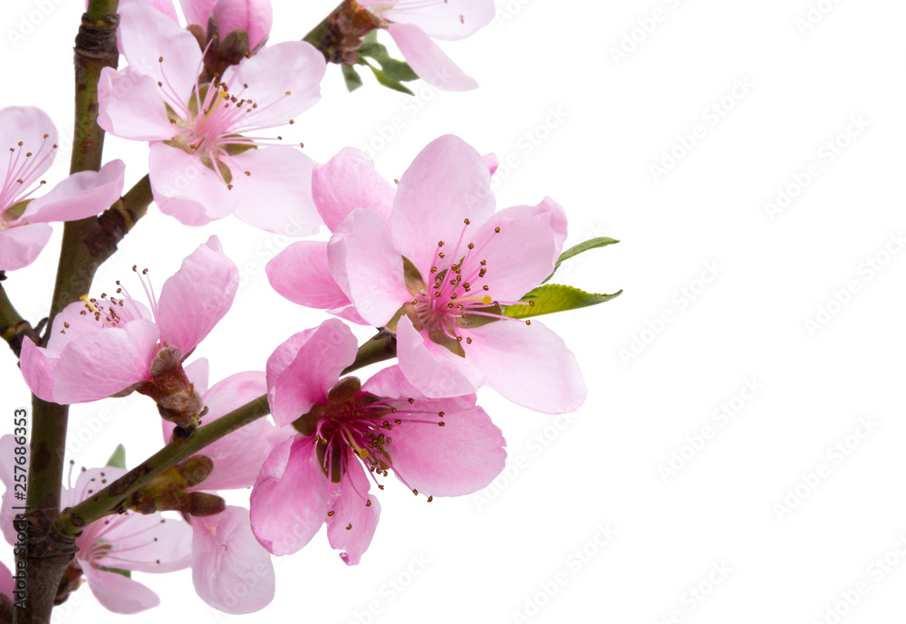 Naklejka premium sakura flower isolated