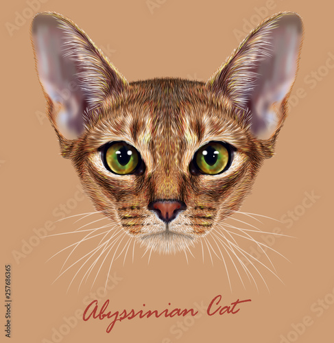 Abyssinian purebred cat animal cute face. Vector happy ruddy Abyssinian kitten head portrait. Realistic fur portrait of Abyssinian green eyes kitty isolated on beige background.