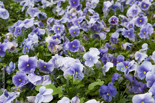 Viola tricolor