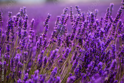 Fototapeta Naklejka Na Ścianę i Meble -  Close up Bushes of lavender purple aromatic flowers