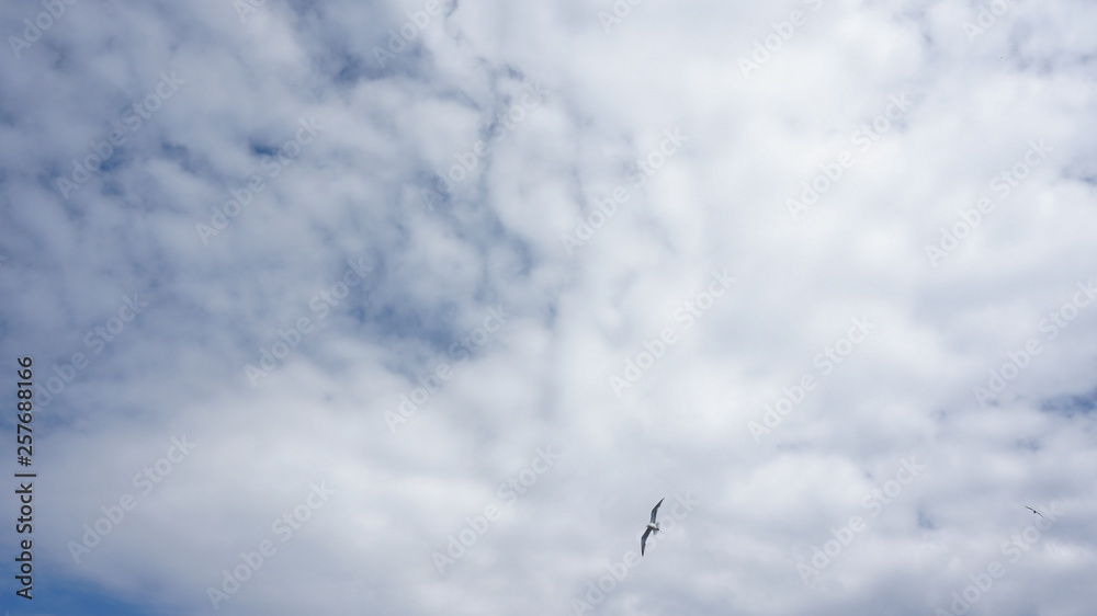 Seagull in the sky Seagull in the sky