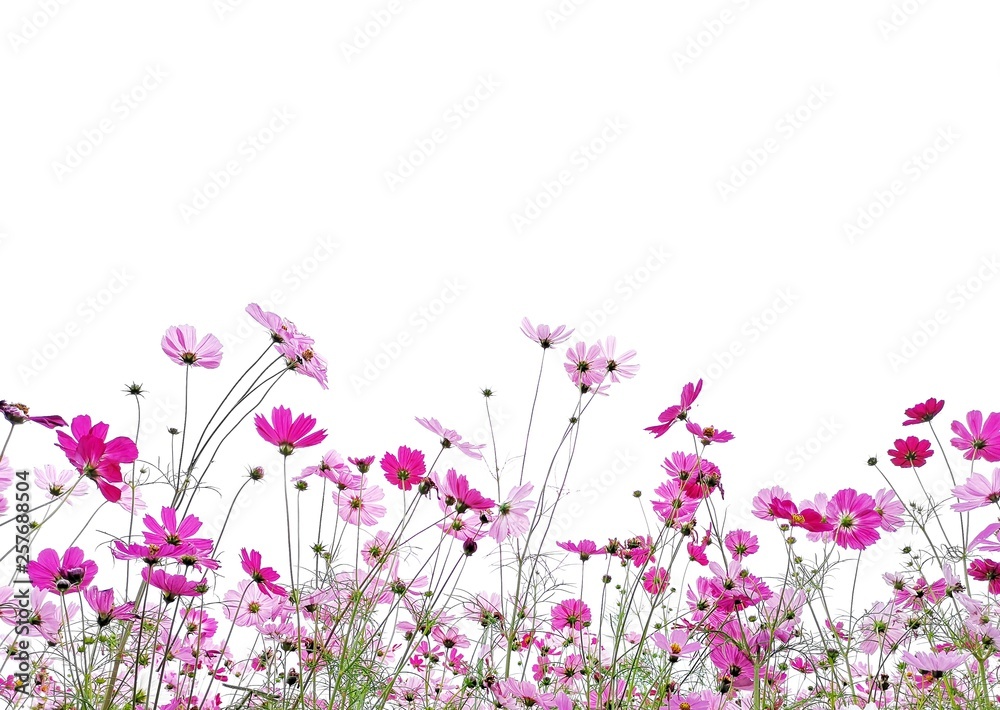 Cosmos flower and green stalk at field, isolated on white background. Cosmos flower and green stalk at field, isolated on white background.