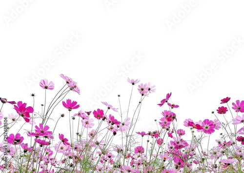 Cosmos flower and green stalk at field  isolated on white background.